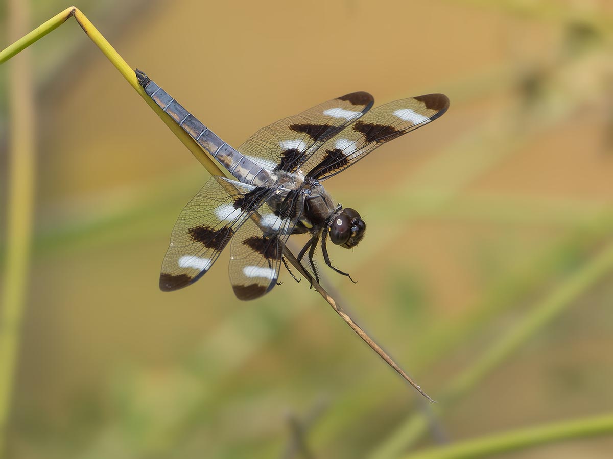 Stream Cruiser, male